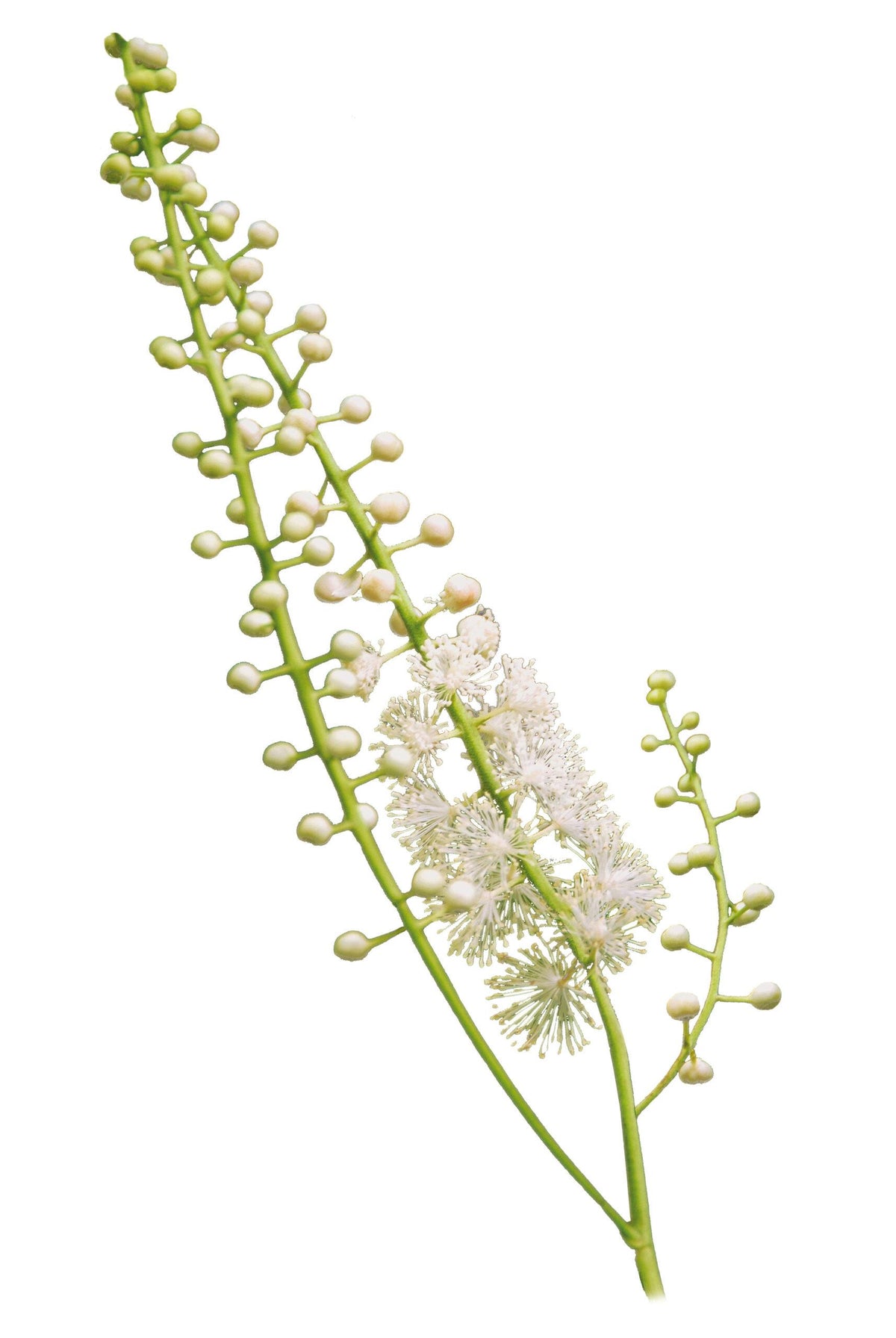 Cimicifuga