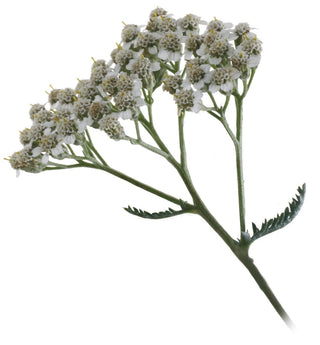 Achillea