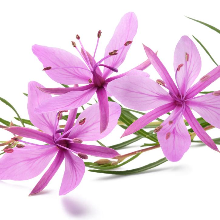 Epilobio a fiori piccoli