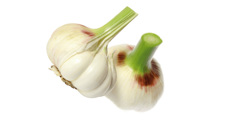 Česen – Allium sativum, zdravilna rastlina