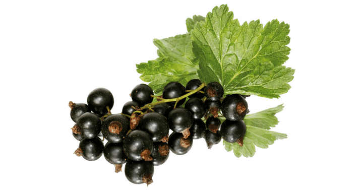 Črni ribez – Ribes nigrum L., zdravilna rastlina