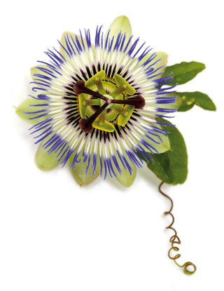 Passiflora