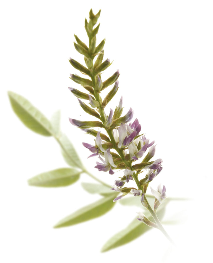 Sladki koren – Glycyrrhiza glabra L., zdravilna rastlina
