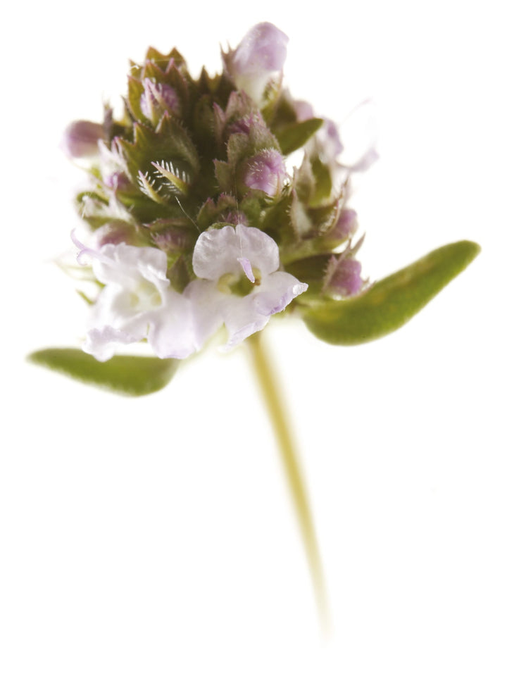 Timijan – Thymus vulgaris L., zdravilna rastlina