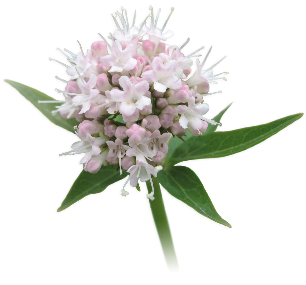 Valeriana