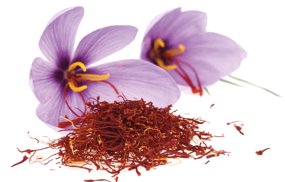 Žafran – Crocus sativus, zdravilna rastlina