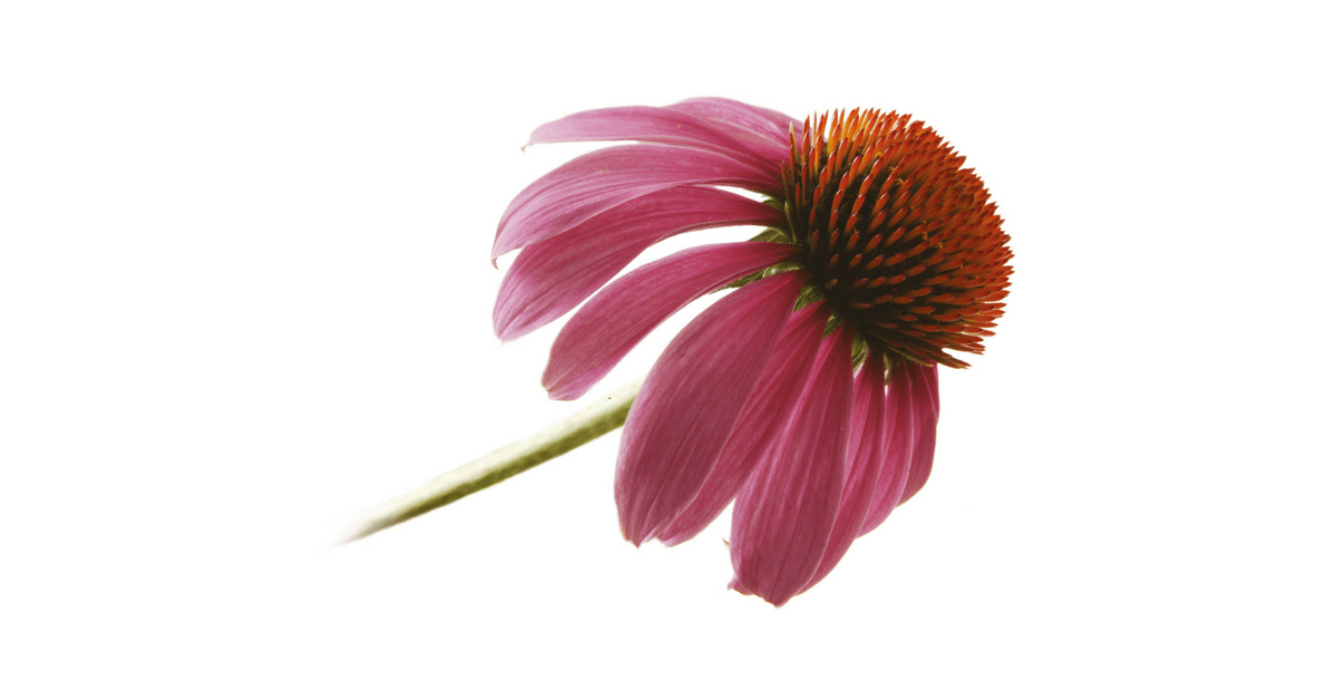Echinacea
