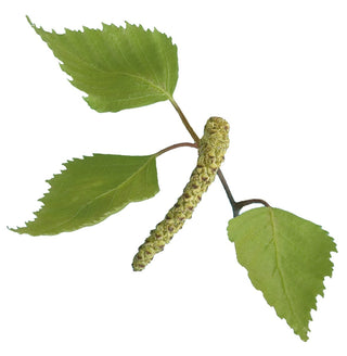 Betulla