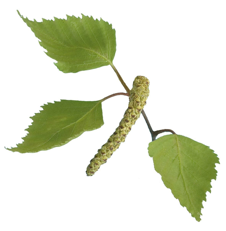Breza – Betula alba L., zdravilna rastlina