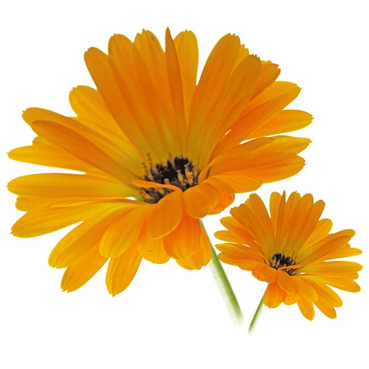 Ognjič – Calendula officinalis L., zdravilna rastlina