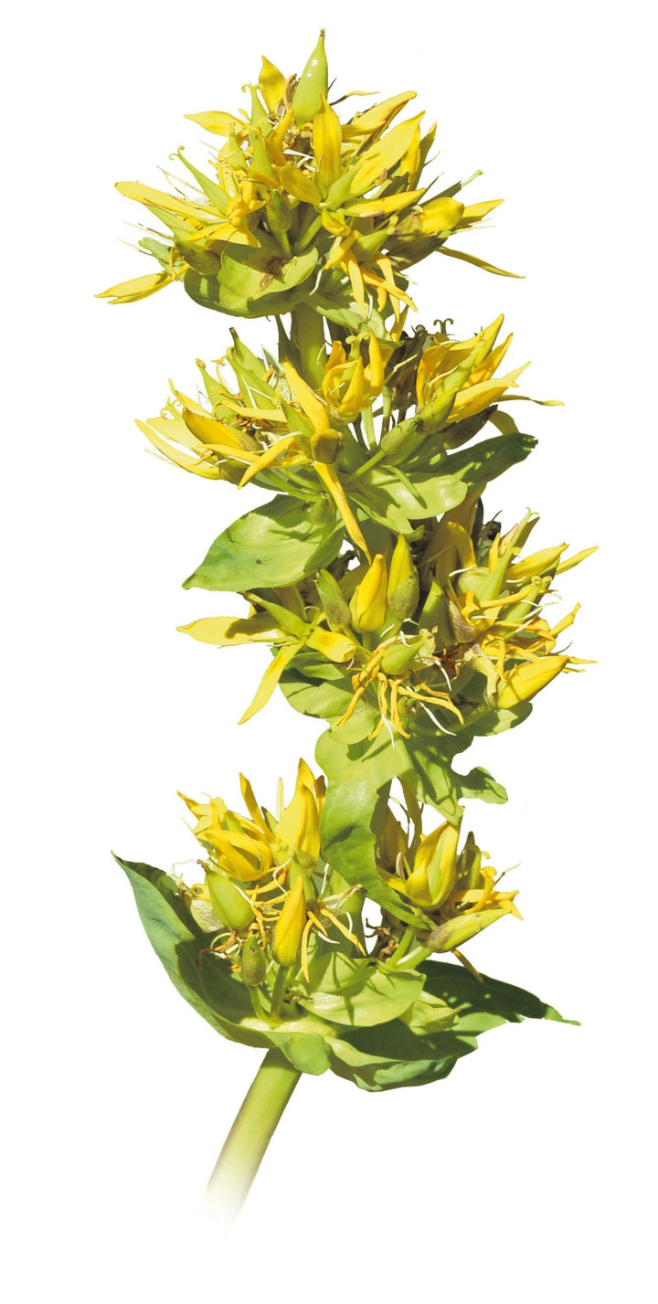 Rumeni svišč ali encijan – Gentiana lutea L., zdravilna rastlina