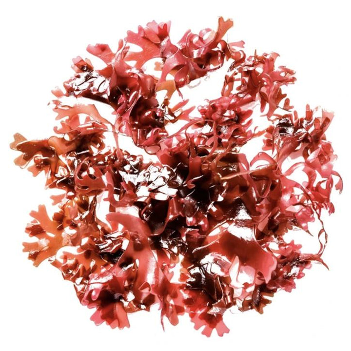 Haematococcus pluvialis – Sladkovodna alga, zdravilna rastlina