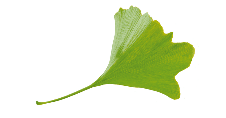 Ginko – Ginko biloba L., zdravilna rastlina