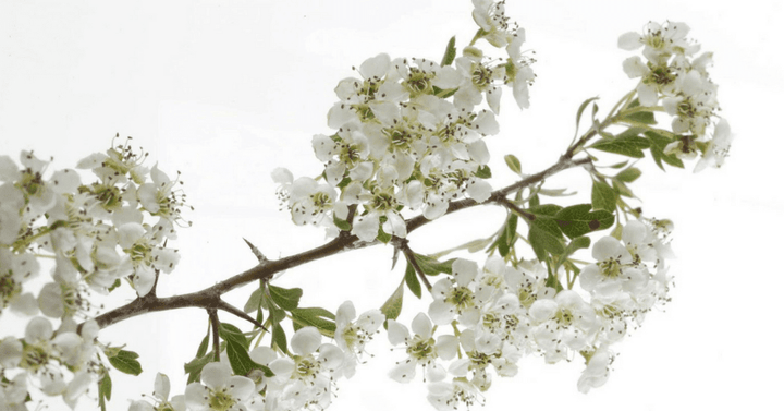 Glog – Crataegus oxyacantha L., zdravilna rastlina