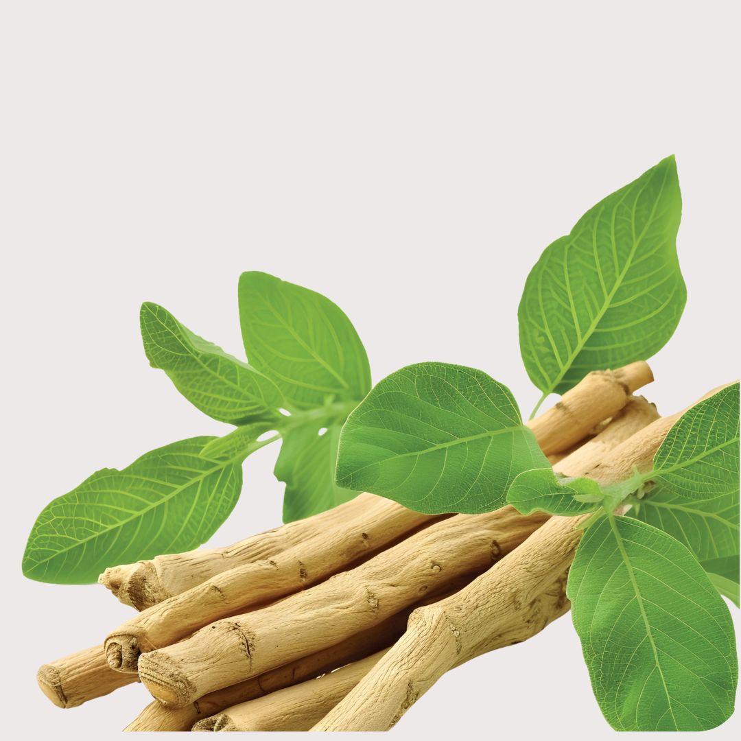 Perché scegliere l'estratto di ashwagandha KSM-66 e non la polvere?