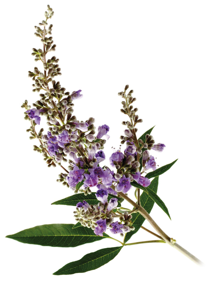 Navadna konopljika – Vitex agnus castus L., zdravilna rastlina