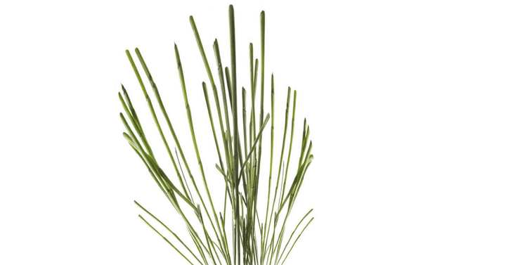 Njivska preslica – Equisetum arvense L., zdravilna rastlina