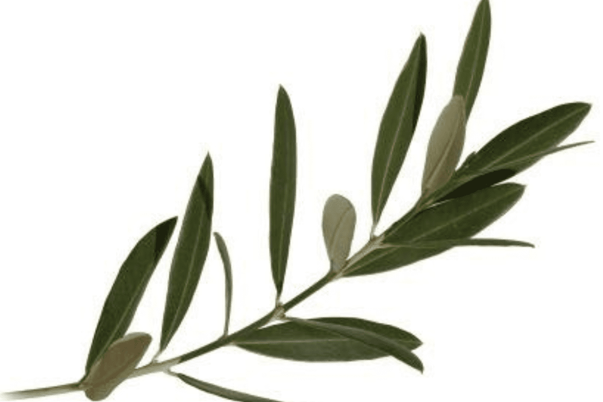 Olivo