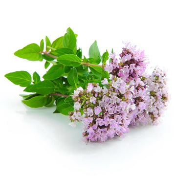 Origano – Origanum vulgare L.