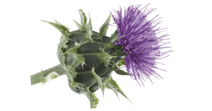Pegasti badelj – Silybum marianum Gaertn, zdravilna rastlina