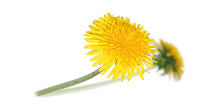 Regrat – Taraxacum gr. officinale weber, zdravilna rastlina