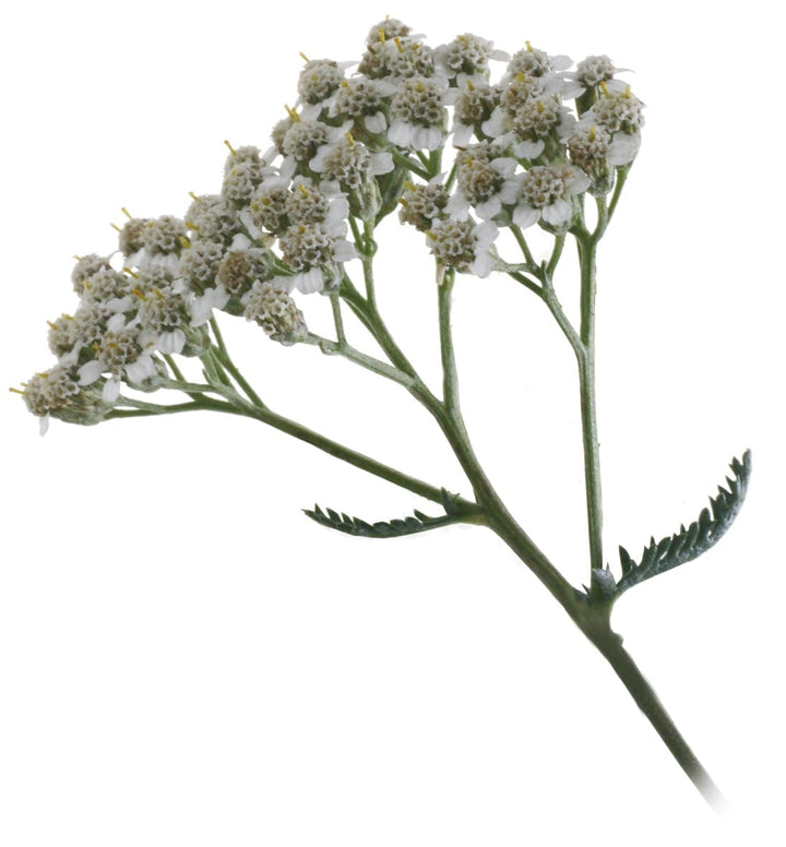 Navadni rman – Achillea millefolium L., zdravilna rastlina
