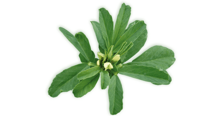 Triplat oz. grško seno – Trigonella foenum-graecum L., zdravilna rastlina
